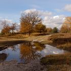 Herbst in der Wahnerheide