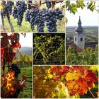 Herbst in der Weingegend um Bad Vöslau