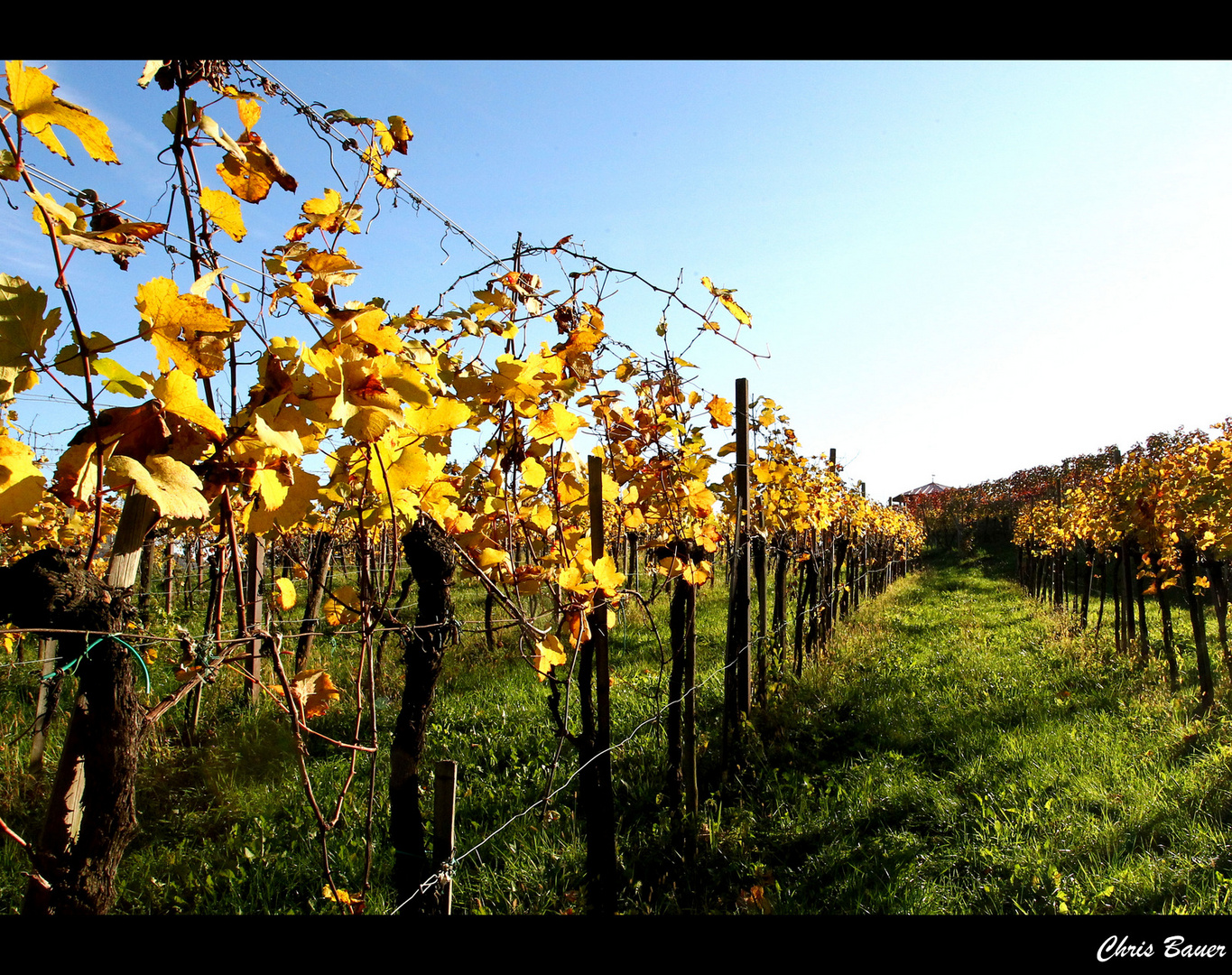 Herbst in der Weinstraße