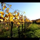 Herbst in der Weinstraße