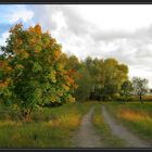 Herbst in der Wesermarsch