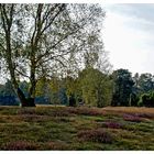 Herbst in der Westruper Heide.