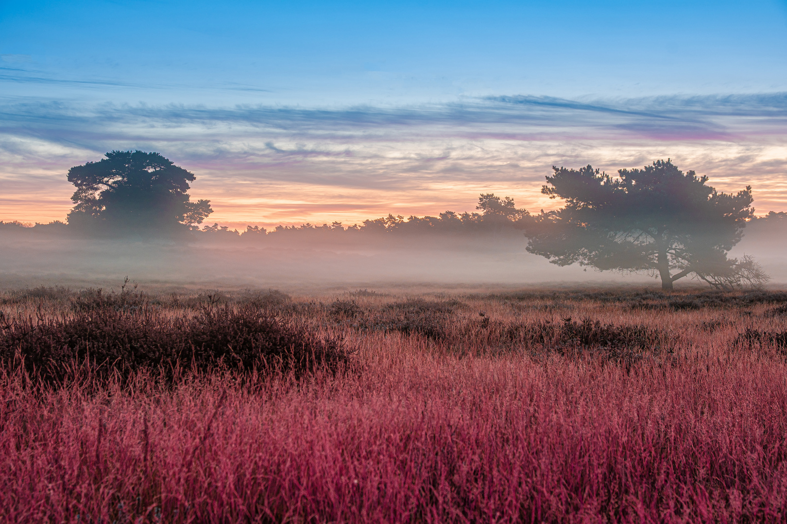 Herbst in der Westruper Heide Foto & Bild himmel, natur, herbst