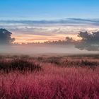 Herbst in der Westruper Heide