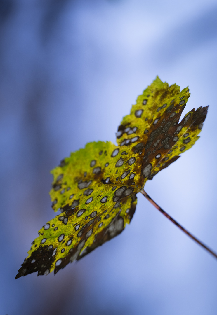 Herbst in der Wolfsklamm bei Stans in Tirol