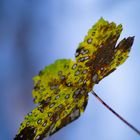 Herbst in der Wolfsklamm bei Stans in Tirol