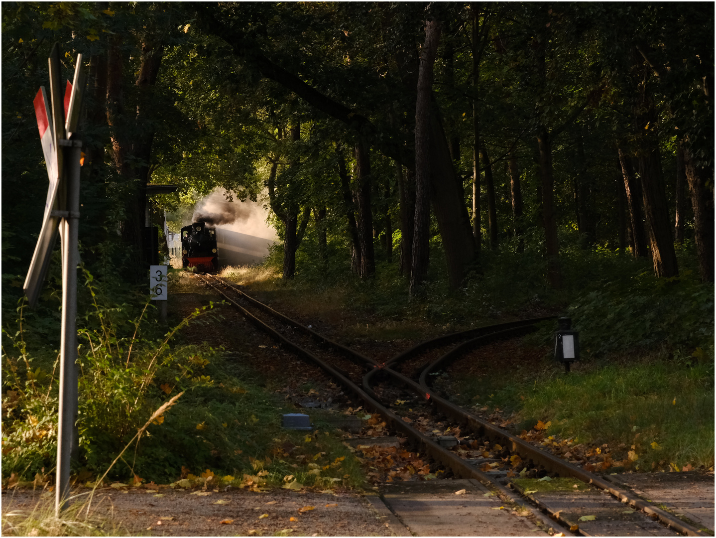 Herbst in der Wuhlheide 2