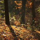 Herbst in der Zonser Heide