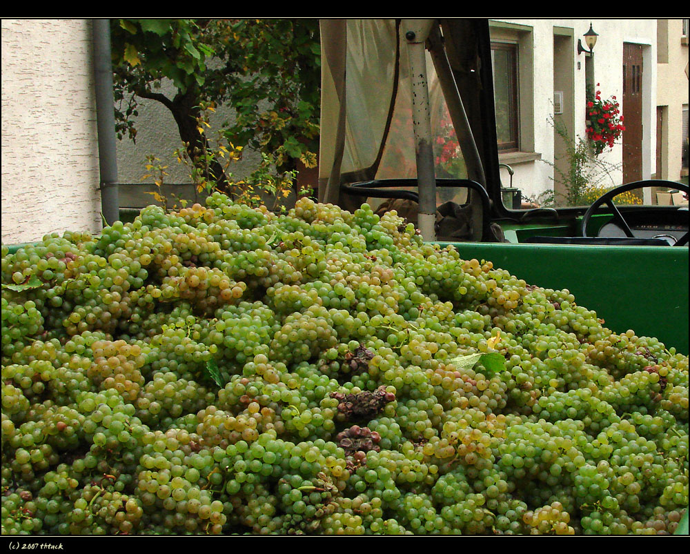 Herbst in Detzem/Mosel #2