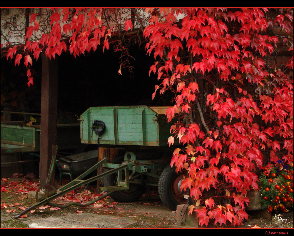 Herbst in Detzem/Mosel #4