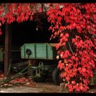 Herbst in Detzem/Mosel #4