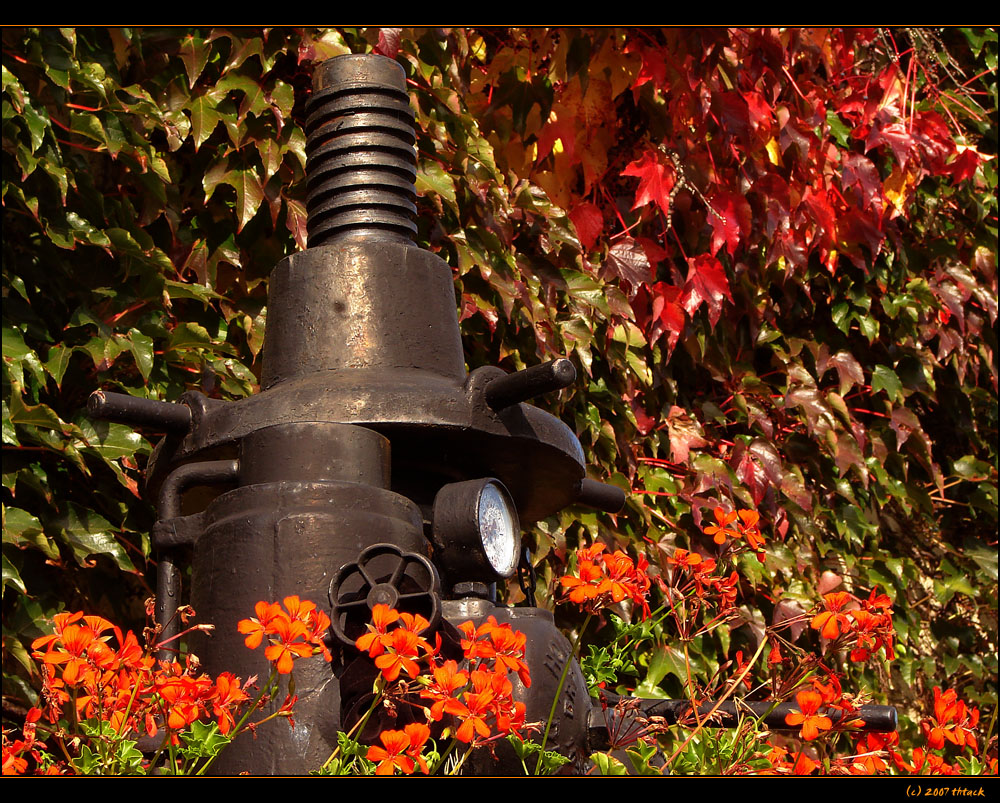 Herbst in Detzem/Mosel #5