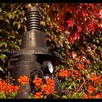 Herbst in Detzem/Mosel #5