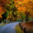 Herbst in die Belgische Ardennen