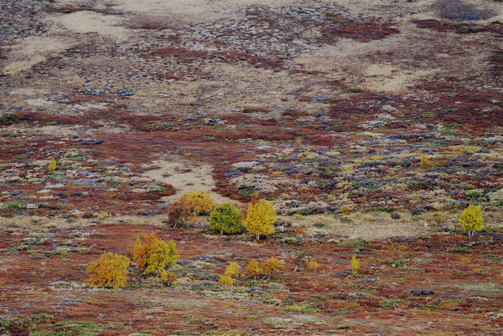 Herbst in Dovrefjell