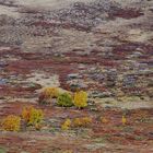 Herbst in Dovrefjell