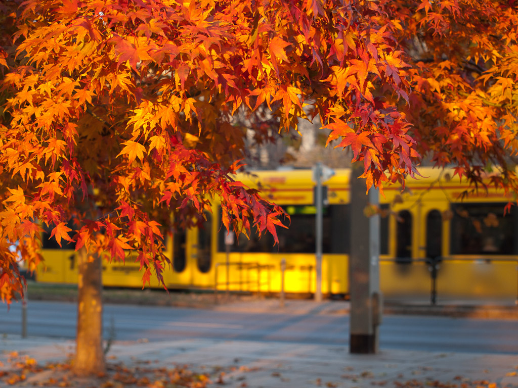 Herbst in Dresden 1