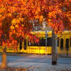 Herbst in Dresden 1