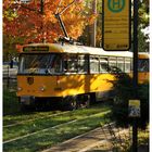 Herbst in Dresden