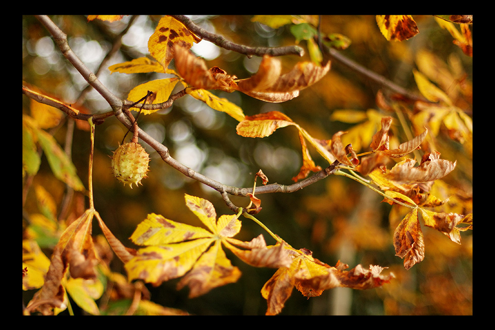 Herbst in Ebstorf