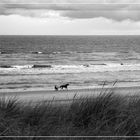 Herbst in Egmond aan Zee 1