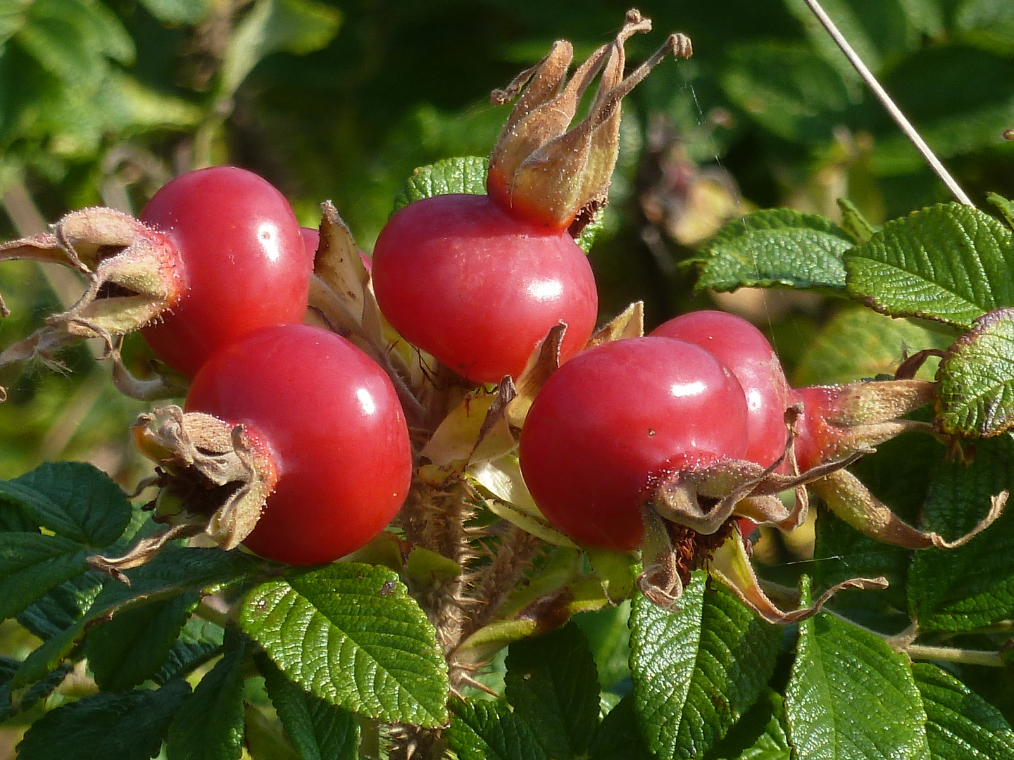 Herbst in Eiderstedt 3