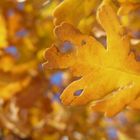 Herbst in einem Prager Park