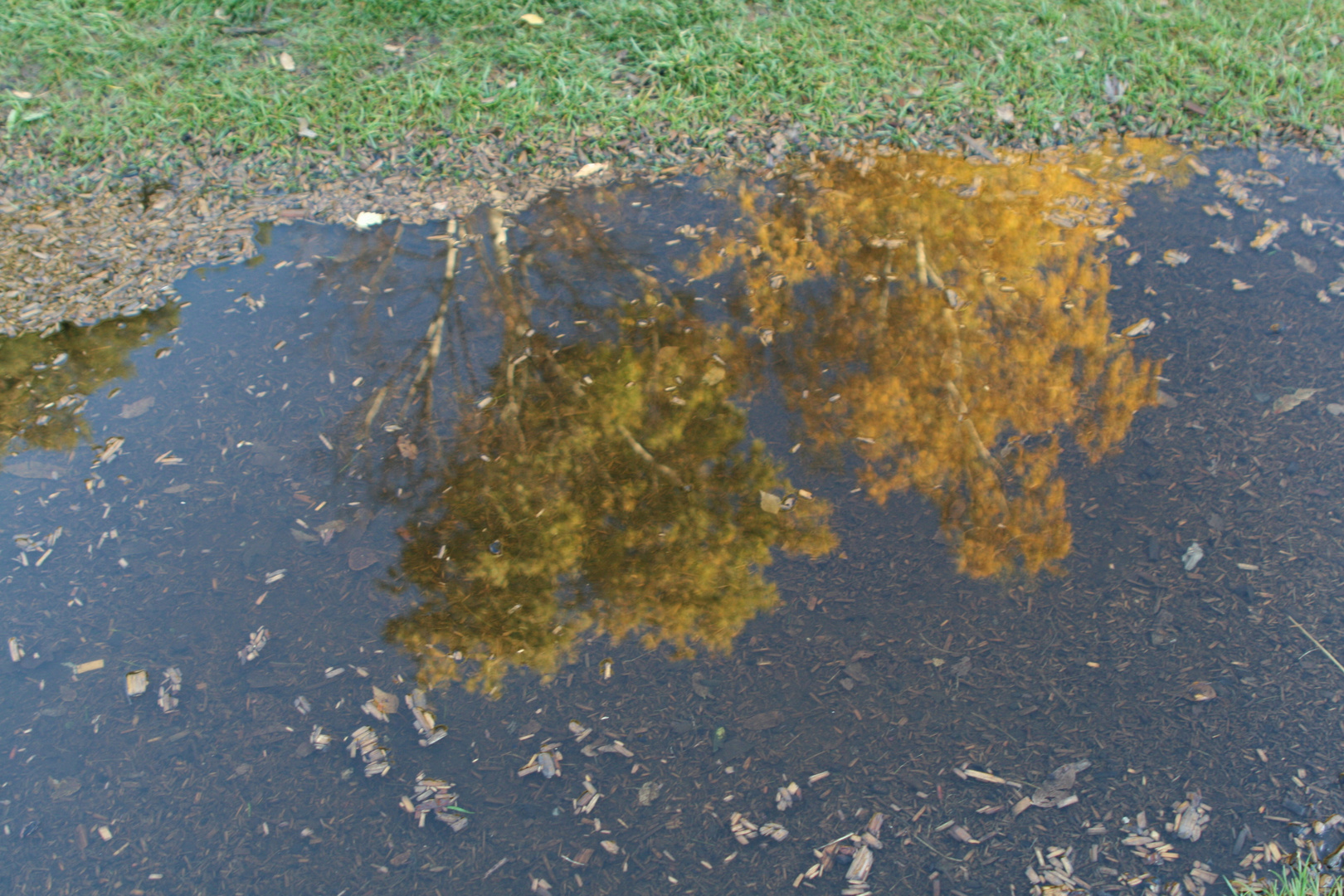 herbst in einer pfütze