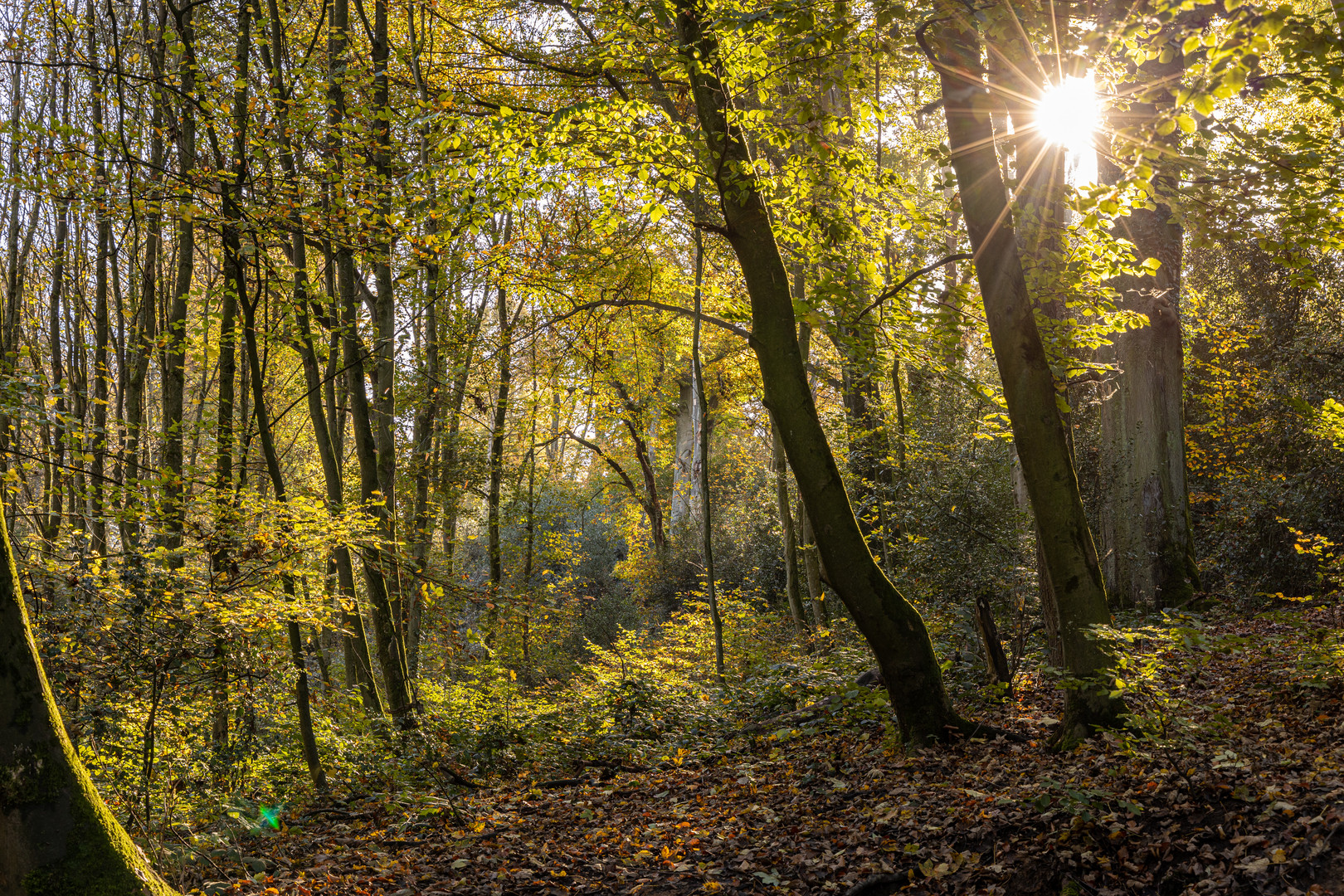 Herbst in Erkrath