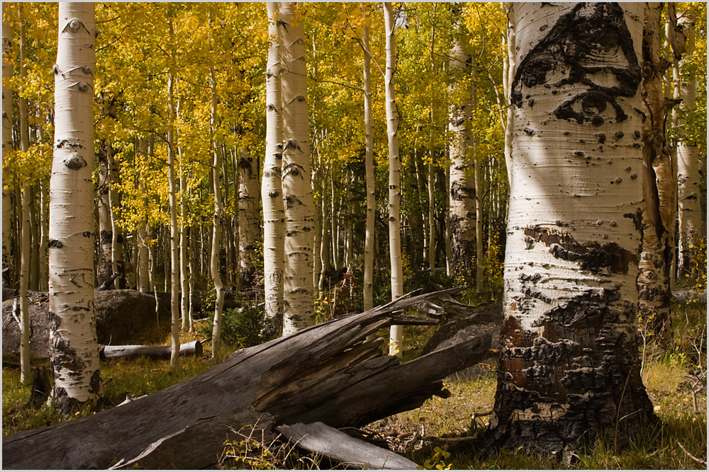 Herbst in Escalante