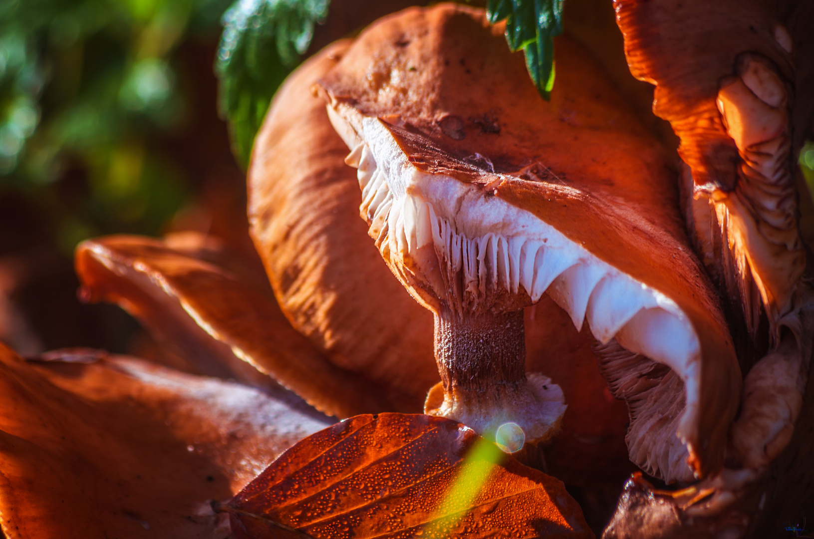 Herbst in Essen