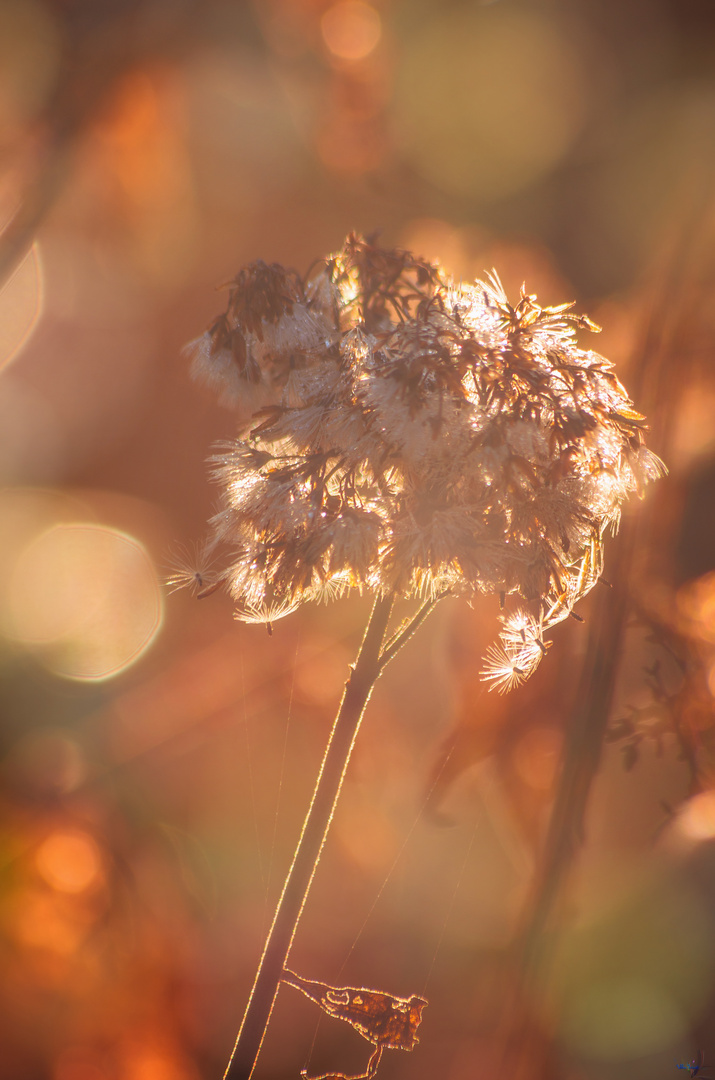 Herbst in Essen