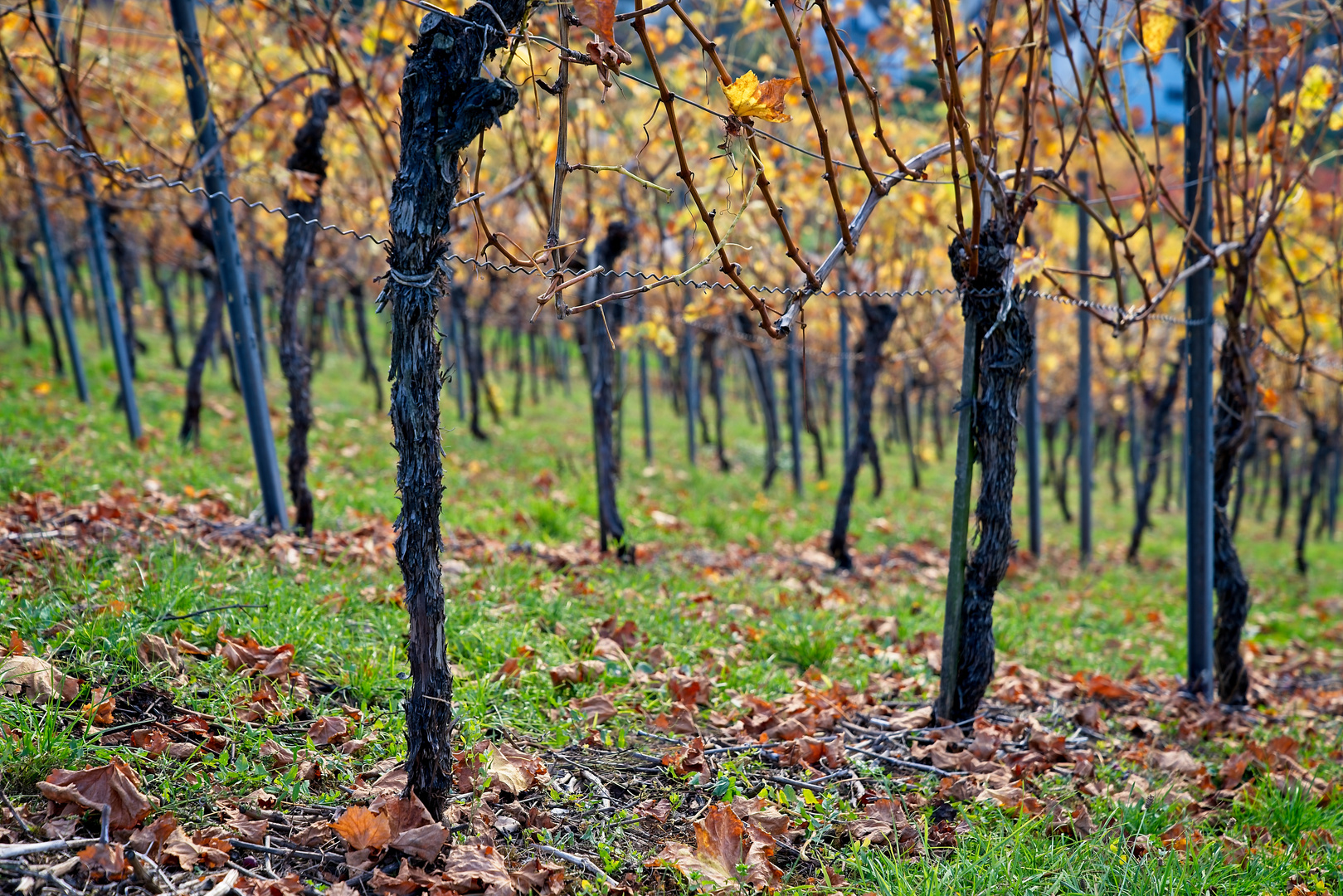 Herbst in Esslinger Weinbergen