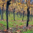 Herbst in Esslinger Weinbergen