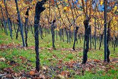 Herbst in Esslinger Weinbergen