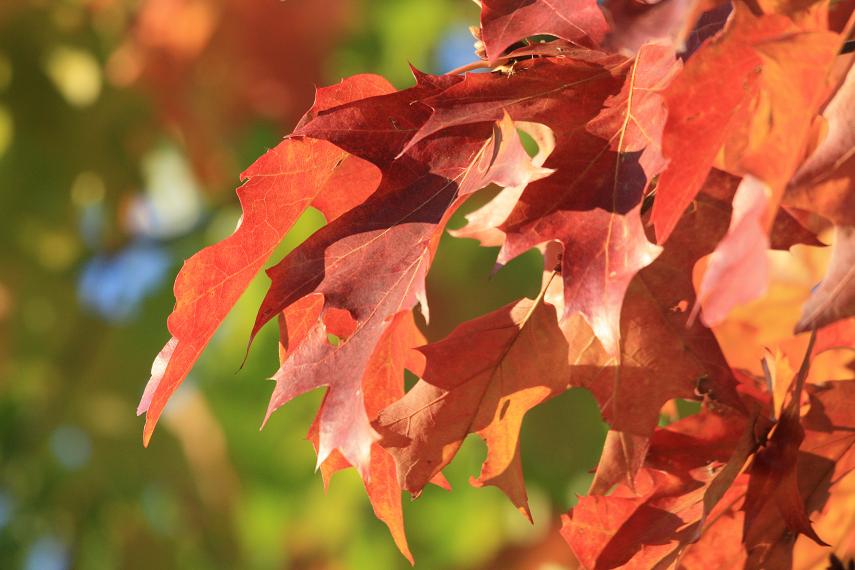 Herbst in Ettingshausen