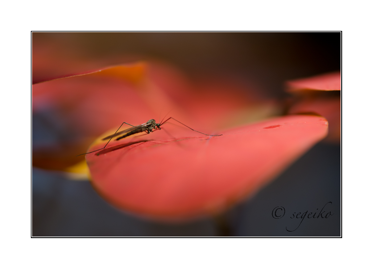 Herbst in Farbe