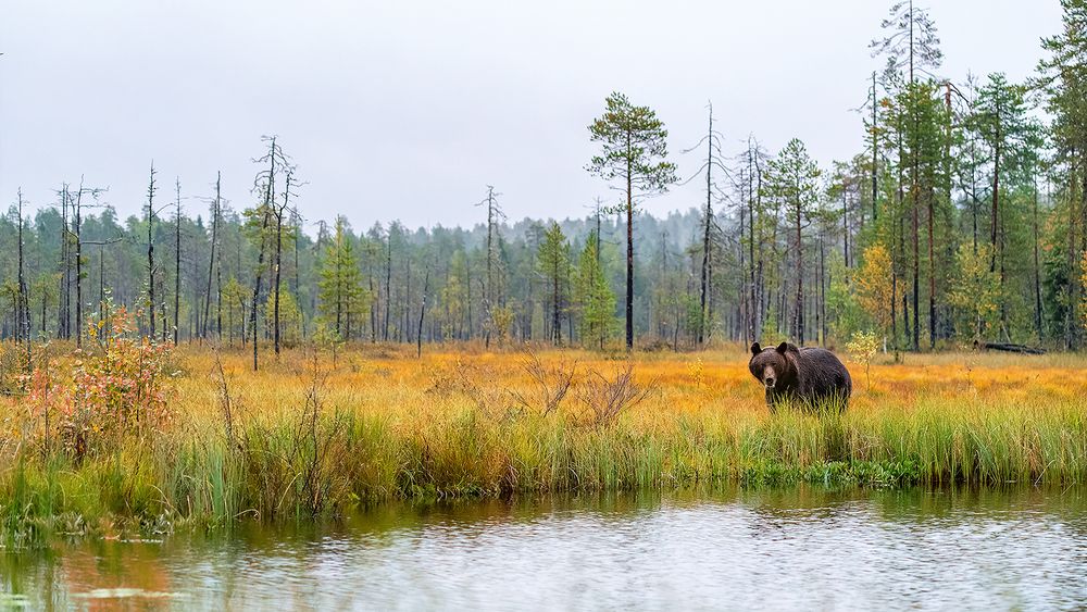 Herbst in finnischer Wildnis