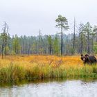 Herbst in finnischer Wildnis