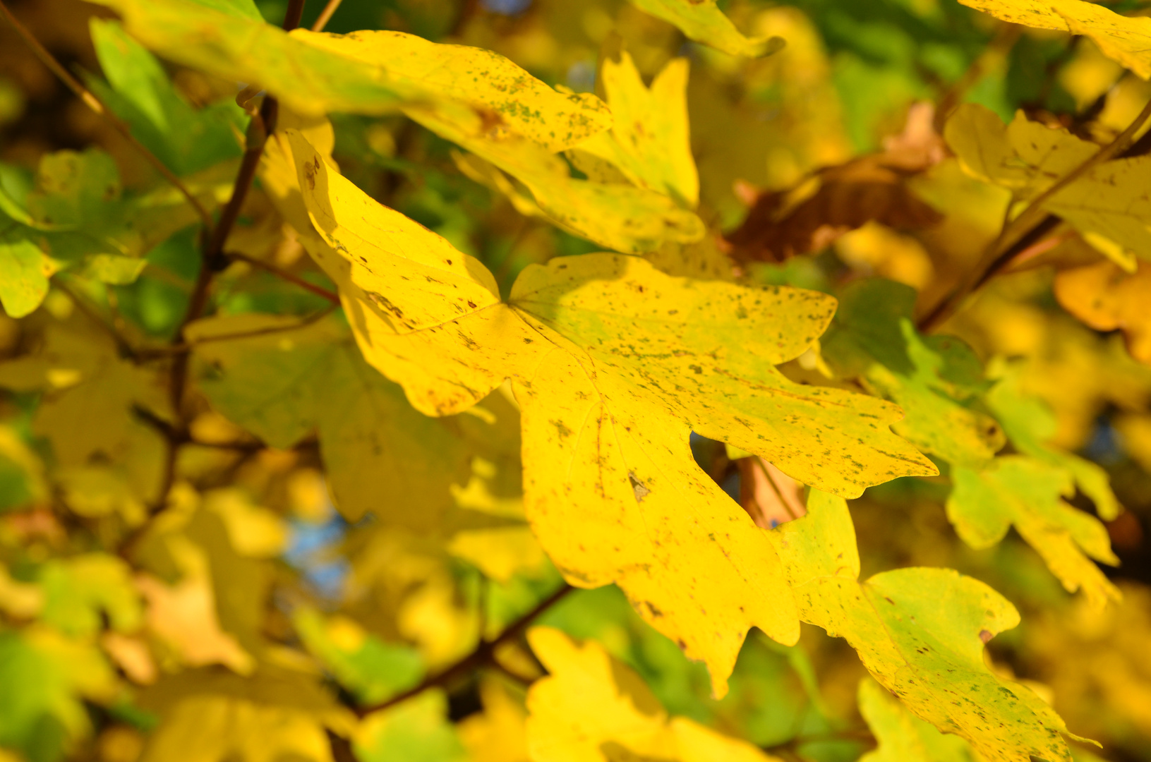 Herbst in Franken