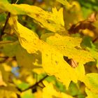 Herbst in Franken