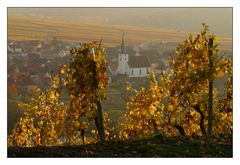 Herbst in Frankens Weinbergen