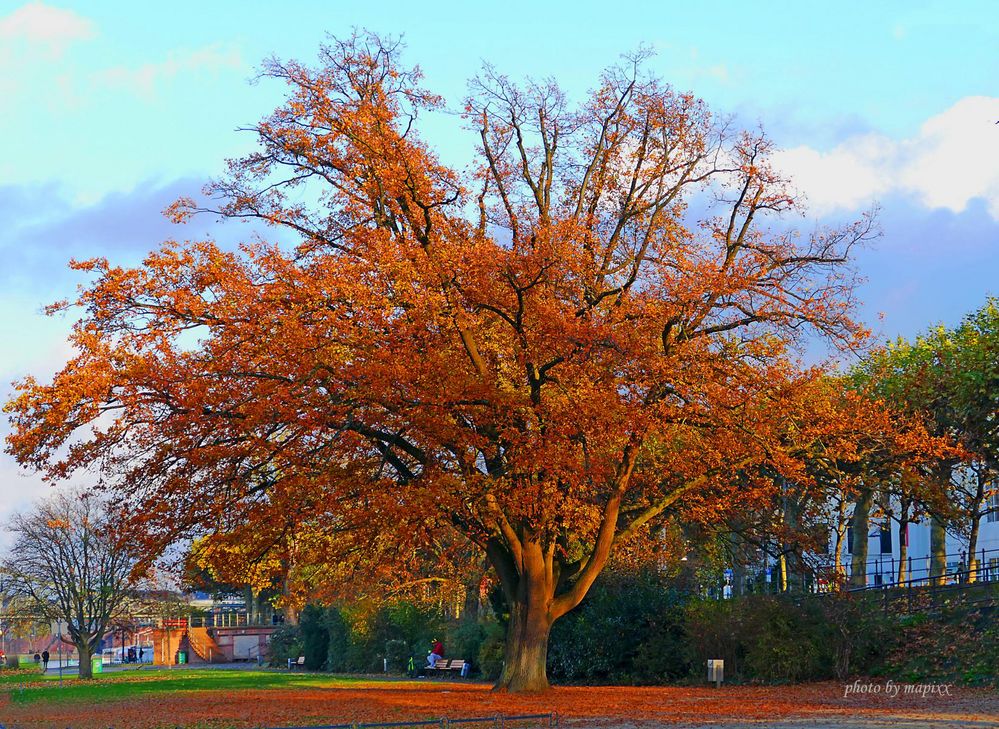 Herbst in Frankfurt 02