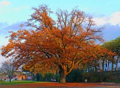 Herbst in Frankfurt 02