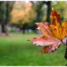 Herbst in Frankfurt