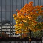 Herbst in Frankfurt