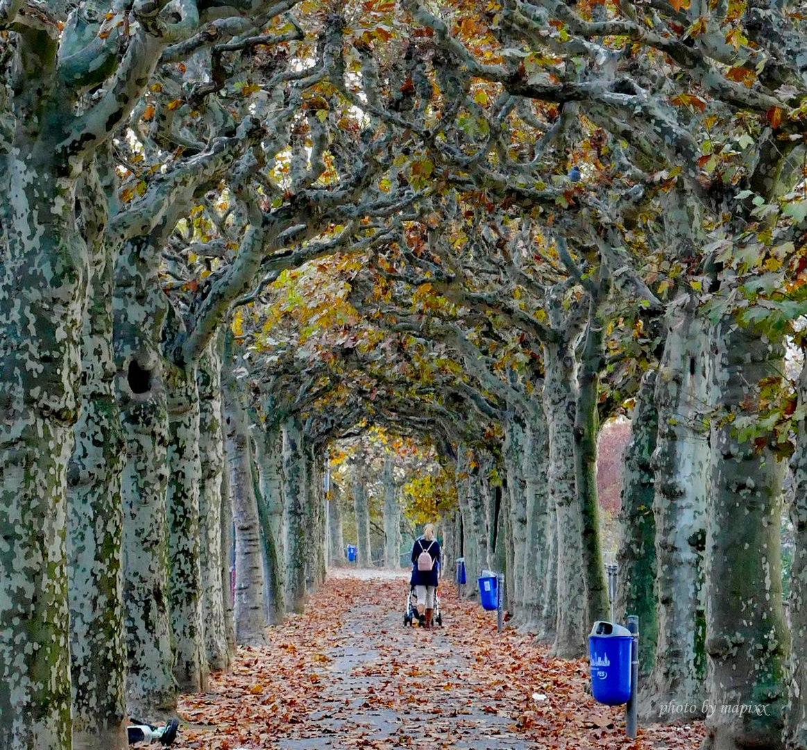 Herbst in Frankfurt