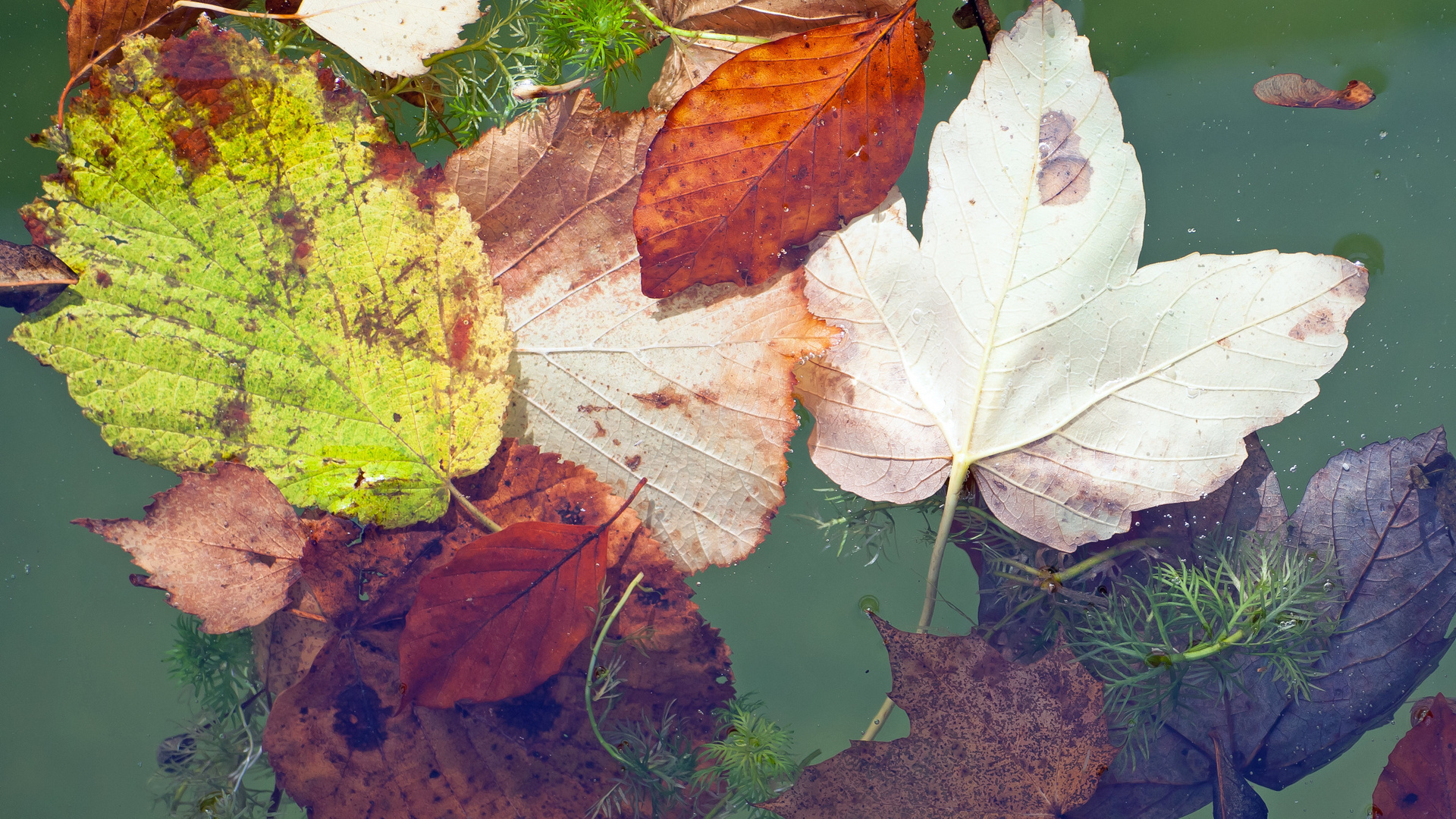 Herbst in Frühlingsfarben