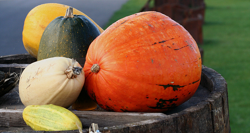 Herbst in Garten