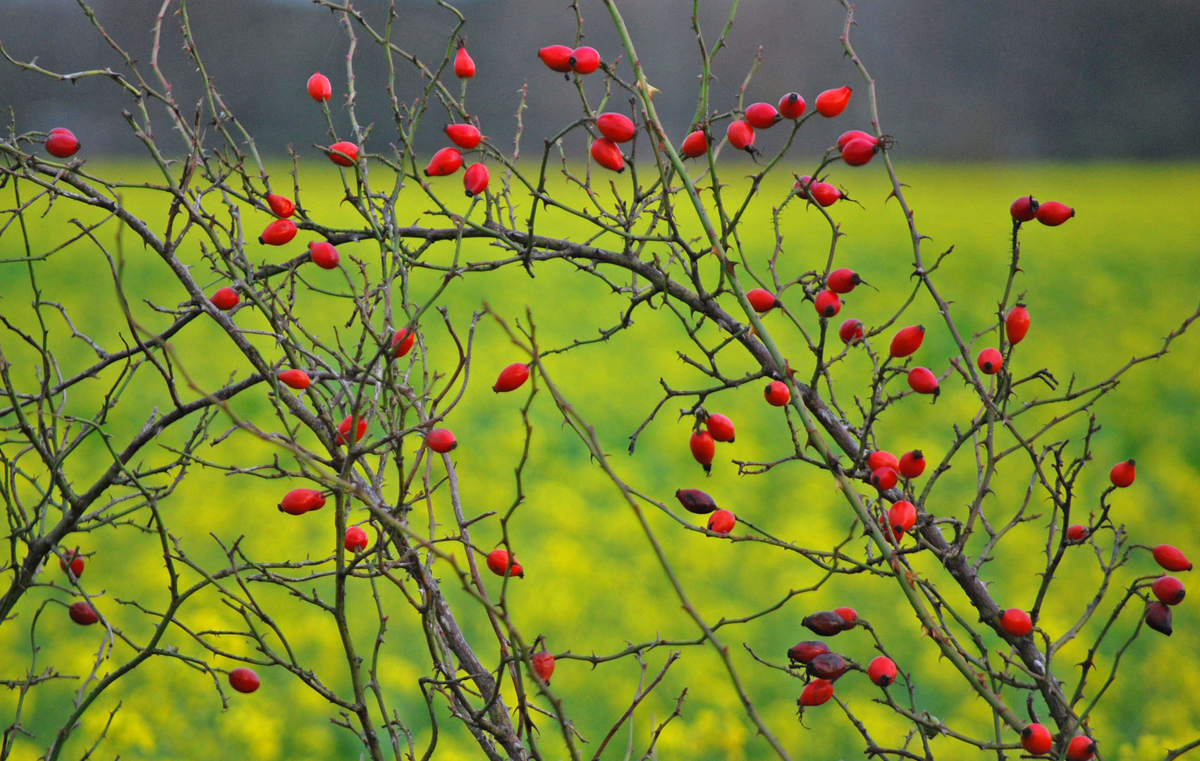 Herbst in Gelbrot